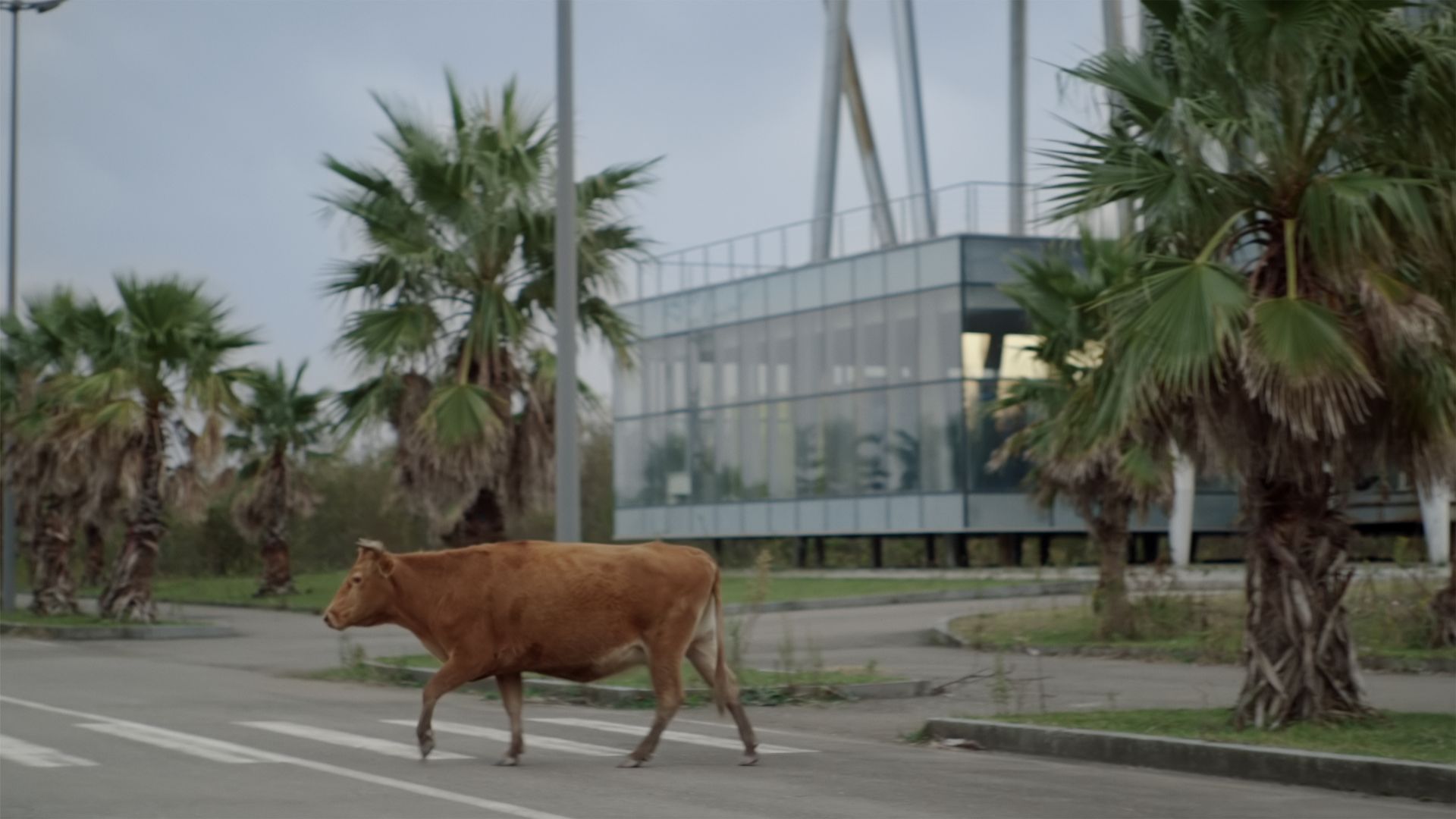 Filmstill: Eine braune Kuh läuft über eine Straße. Im Hintergrund sind Palmen zu sehen, die ein futuristisches Gebäude rahmen.